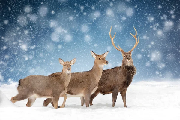 Close Three Deers Winter Landscape Background Snowfalls — Stock Photo, Image