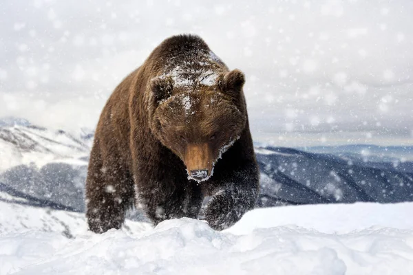 Close Wild Big Brown Bear Winter Mountain — Stock Photo, Image