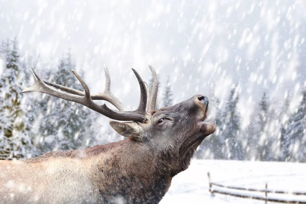 Sluiten Herten Een Winter Landschap Achtergrond Met Sneeuw — Stockfoto