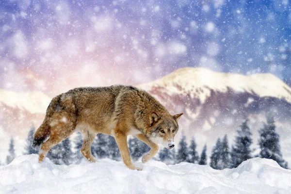 Близько Красивого Дикого Вовка Снігу Дика Сцена Природі — стокове фото