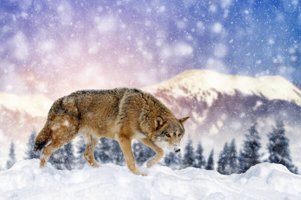 Close beautiful wild wolf on snow. Wildlife scene on nature