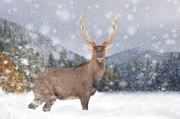 Close Deer Winter Landscape Background Snowfalls — Stock Photo, Image