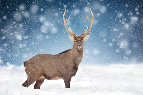 Close Deer Winter Landscape Background Snowfalls — Stock Photo, Image