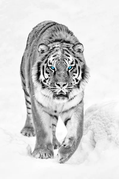 Tigre Uma Neve Fundo Inverno Com Olho Azul — Fotografia de Stock