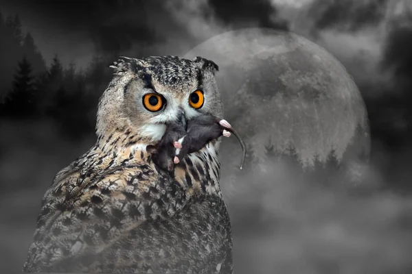 Close Owl Eat Mouse Moonlight Spooky Forest — Stock Photo, Image