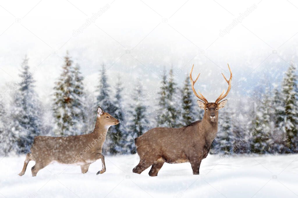 Close two deers on a winter landscape background with snowfalls