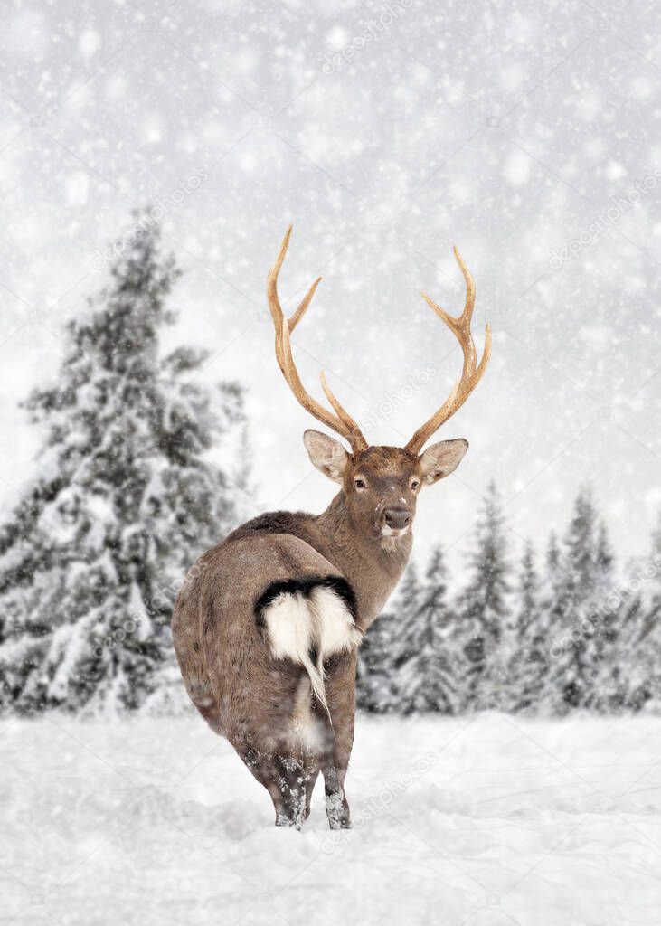 Close deer on a winter landscape background with snowfalls