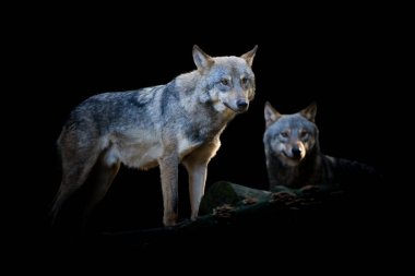 Yakından bak Wolf. Siyah arka planda izole edilmiş iki vahşi hayvan.