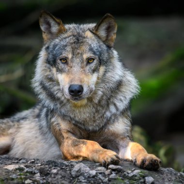 Gri Kurt, Canis Lupus, yaz ışığında, ormanda. Doğal ortamdaki kurt.