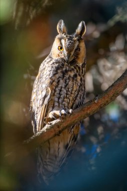 Genç Baykuş ağaçta oturur ve kameraya bakar.