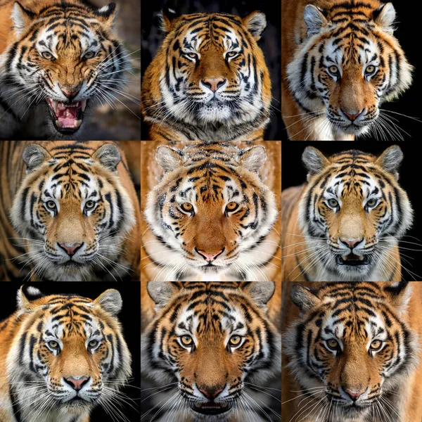 Feche Colagem Nove Fotos Retrato Tigre — Fotografia de Stock