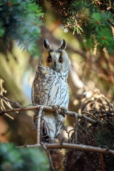 若いフクロウは木の上に座ってカメラを見て — ストック写真