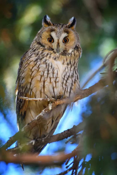 若いフクロウは木の上に座ってカメラを見て — ストック写真