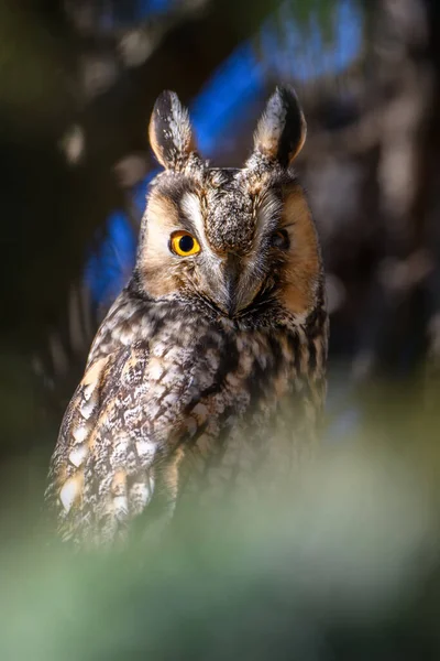 若いフクロウは木の上に座ってカメラを見て — ストック写真