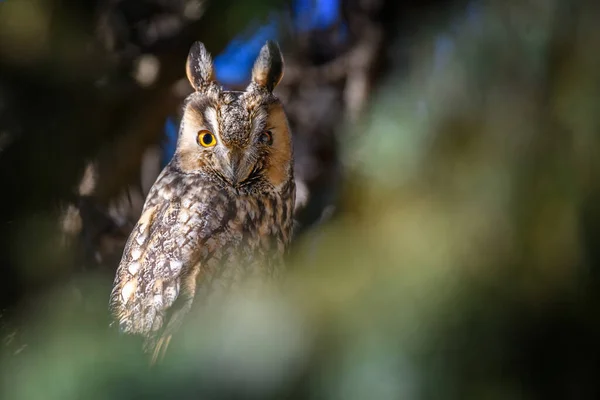 若いフクロウは木の上に座ってカメラを見て — ストック写真