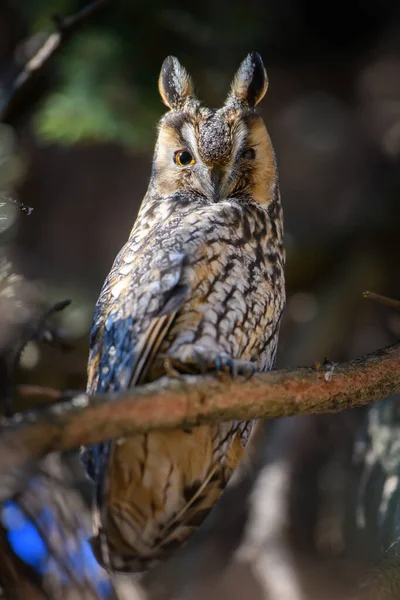 Young Owl Sit Tree Looking Camera — Stock Photo, Image