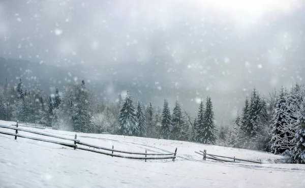 Красивий Зимовий Панорамний Краєвид Сніговим Покриттям Дерев — стокове фото