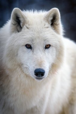 Kameraya bakan beyaz kutup kurdunu kapat. Doğal ortamdaki tehlikeli hayvan.