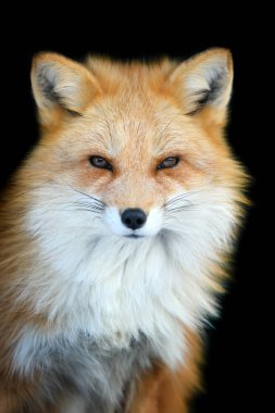 Portre Red Fox, Vulpes vulpes, siyah arka planda güzel bir hayvan. Vahşi yaşam doğası
