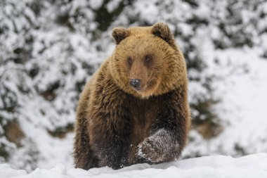 Kış ormanında yakın plan kahverengi ayı. Doğada tehlikeli bir hayvan var. Büyük memeli. Vahşi yaşam sahnesi