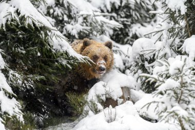 Kış ormanında yakın plan kahverengi ayı. Doğada tehlikeli bir hayvan var. Büyük memeli. Vahşi yaşam sahnesi