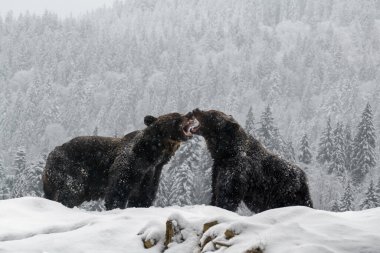 Close-up two angry brown bear fight in winter forest. Danger animal in nature habitat. Big mammal. Wildlife scene clipart