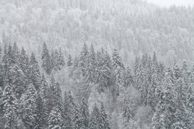 Şiddetli kar yağışından sonra köknar ve çam ormanları karla kaplandı. Güzel manzara