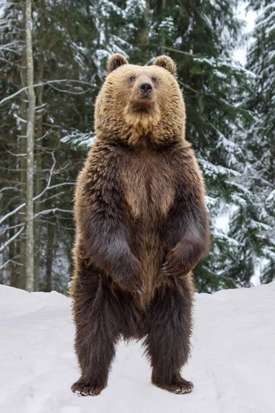 閉じる茶色のクマ冬の森の中で彼の足の後ろに立っている 自然生息地での危険動物 哺乳類だ 野生動物のシーン — ストック写真