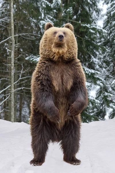 Gros Plan Ours Brun Debout Sur Ses Pattes Arrière Dans — Photo