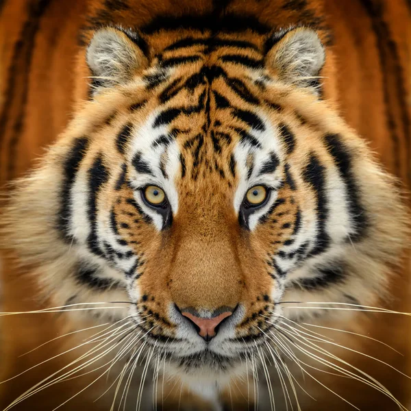 Close Tiger Portrait Animal Looking Camera Danger Animal Nature Habitat — Stock Photo, Image