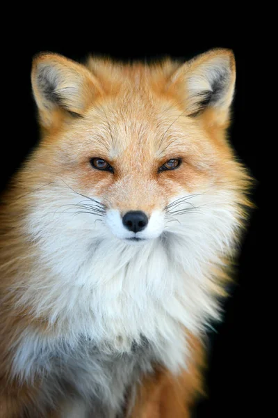 Portrait Red Fox Vulpes Vulpes Beautiful Animal Black Background Wildlife — Stock Photo, Image
