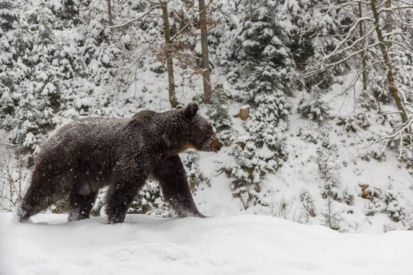 Close Bruine Beer Het Winterbos Gevaar Dier Natuur Habitat Groot — Stockfoto