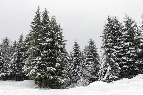 強い雪の後に雪に覆われた冬のモミや松の森 美しい風景 — ストック写真