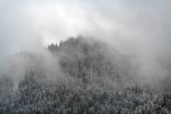 Зима Ель Сосновый Лес Покрыты Снегом После Сильного Снегопада Красивый — стоковое фото