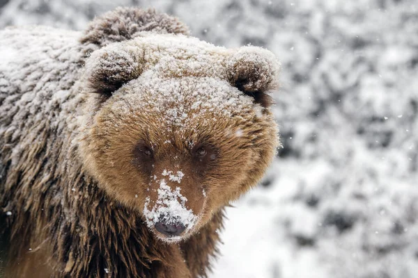 Schließen Sie Wilde Große Braunbär Porträt Winterwald Gefährliches Tier Natürlichen — Stockfoto