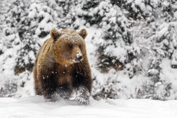Крупный План Бурого Медведя Зимнем Лесу Опасное Животное Природе Большое — стоковое фото