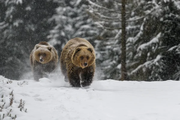 Близько Двох Коричневих Ведмедів Біжать Зимовому Лісі Небезпека Тварин Природному — стокове фото