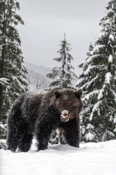 Крупный План Бурого Медведя Зимнем Лесу Опасное Животное Природе Большое — стоковое фото