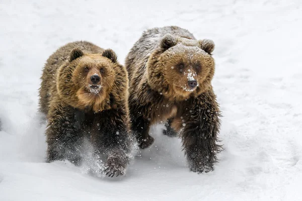 Großaufnahme Laufen Zwei Braunbären Durch Den Winterwald Gefährliches Tier Natürlichen — Stockfoto