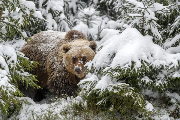 Urso Marrom Close Floresta Inverno Perigo Animal Habitat Natural Grande — Fotografia de Stock