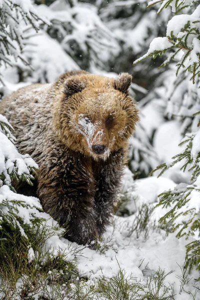 冬の森の中でクローズアップ茶色のクマ 自然生息地での危険動物 哺乳類だ 野生動物のシーン — ストック写真