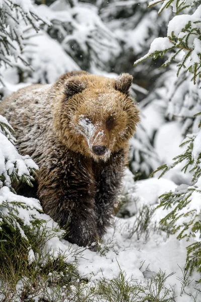 Gros Plan Ours Brun Dans Forêt Hiver Danger Animal Dans — Photo