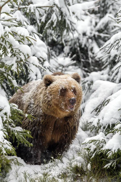 Close Brown Bear Winter Forest Danger Animal Nature Habitat Big — Stock Photo, Image