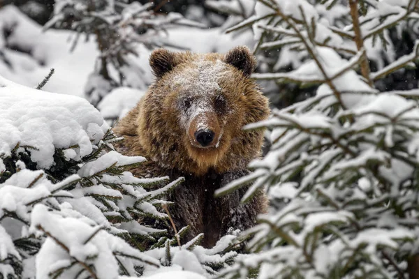冬の森の中でクローズアップ茶色のクマ 自然生息地での危険動物 哺乳類だ 野生動物のシーン — ストック写真