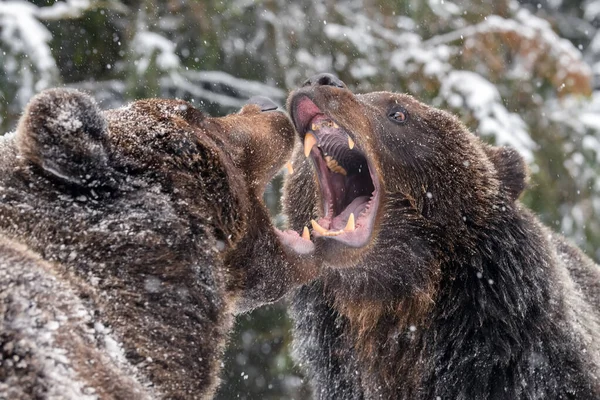 閉じる冬の森の中で2怒っている茶色のクマの戦いを開く 自然生息地での危険動物 哺乳類だ 野生動物のシーン — ストック写真