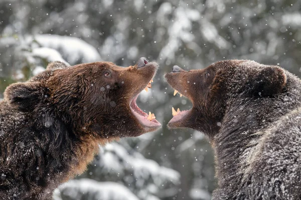 两头愤怒的棕熊在冬天的森林里打斗自然界栖息地中的危险动物 大哺乳动物 野生动物场景 — 图库照片