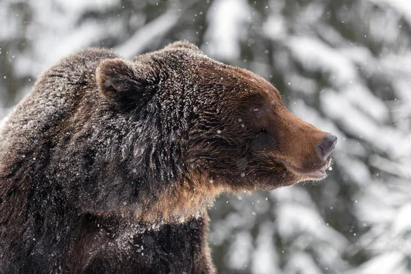 Schließen Sie Wilde Große Braunbär Porträt Winterwald Gefährliches Tier Natürlichen — Stockfoto