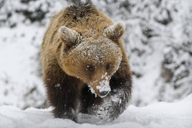 Kış ormanında yakın plan kahverengi ayı. Doğada tehlikeli bir hayvan var. Büyük memeli. Vahşi yaşam sahnesi