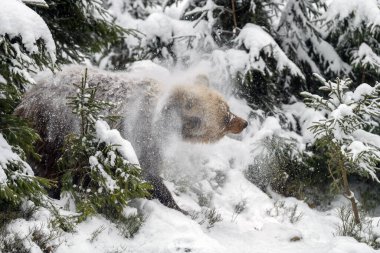 Vahşi yetişkin Boz Ayı (Ursus Arctos) kış ormanına kar sıçratıyor. Doğada tehlikeli bir hayvan. Vahşi yaşam sahnesi