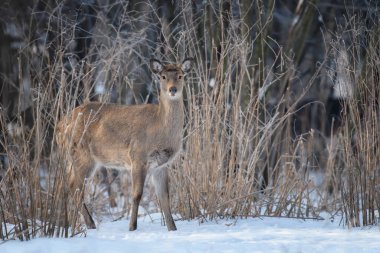Kış ormanında genç görkemli kızıl geyiği kapat. Doğal ortamda sevimli vahşi memeliler. Doğadan vahşi yaşam sahnesi